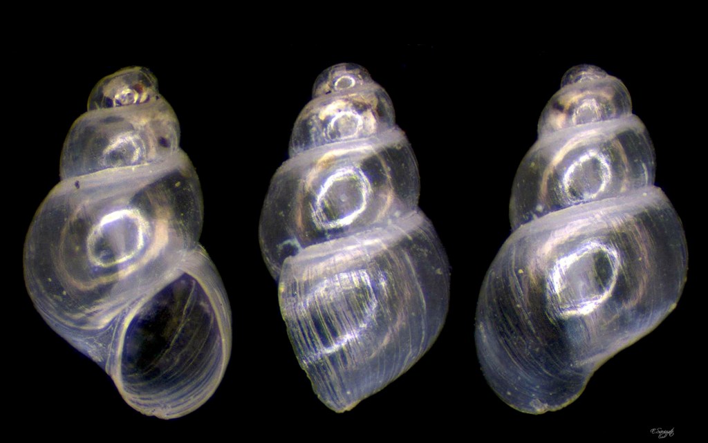Setia anselmoi ?